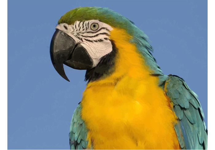 Macaw Vector Macaw Vector