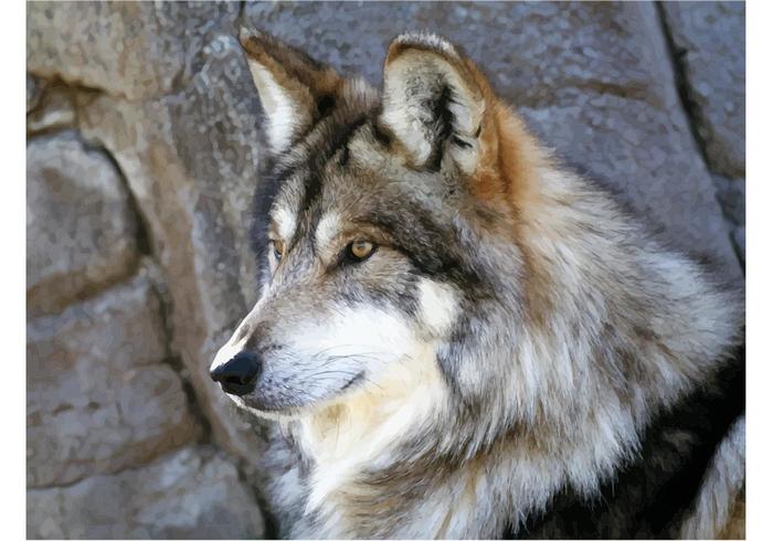 Mexican Wolf Mexican Wolf