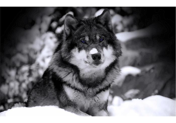Wolf Vector Wallpaper Wolf Vector Wallpaper