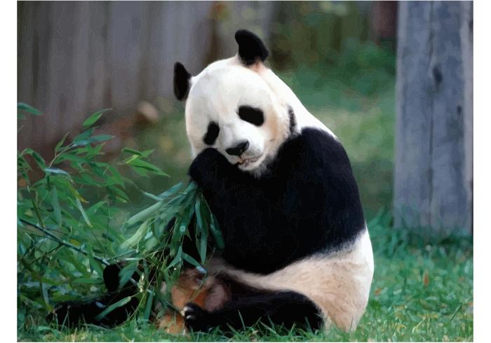 Panda Image Panda Image