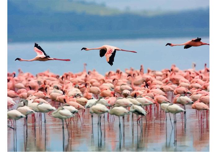 Pink Flamingos Pink Flamingos