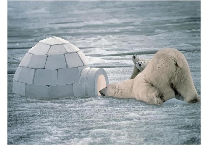 Funny Polar Bear Funny Polar Bear