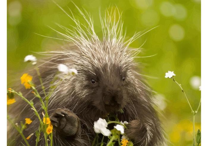 Porcupine Porcupine