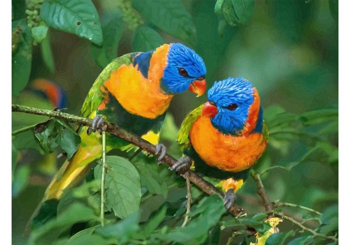 Lorikeets Lorikeets