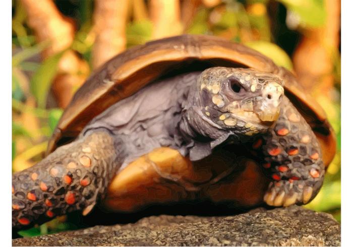 Tortoise Image Tortoise Image