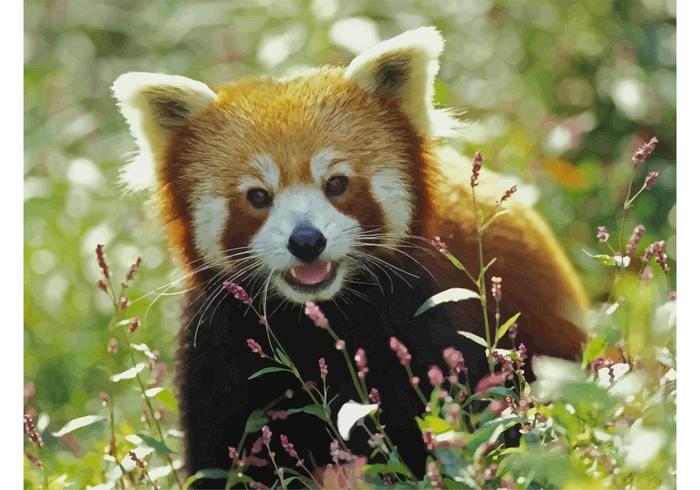 Red Panda Image Red Panda Image