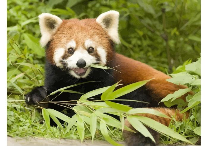 Cute Red Panda Cute Red Panda
