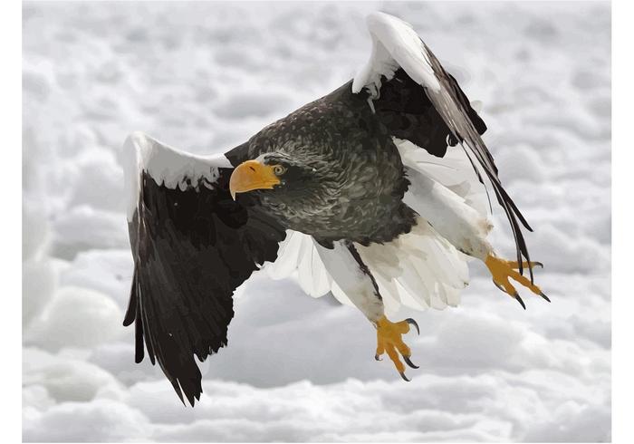 Sea Eagle Sea Eagle