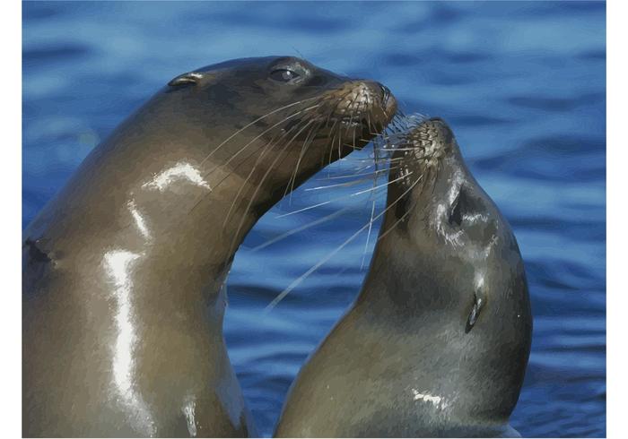 Sea Lions Sea Lions