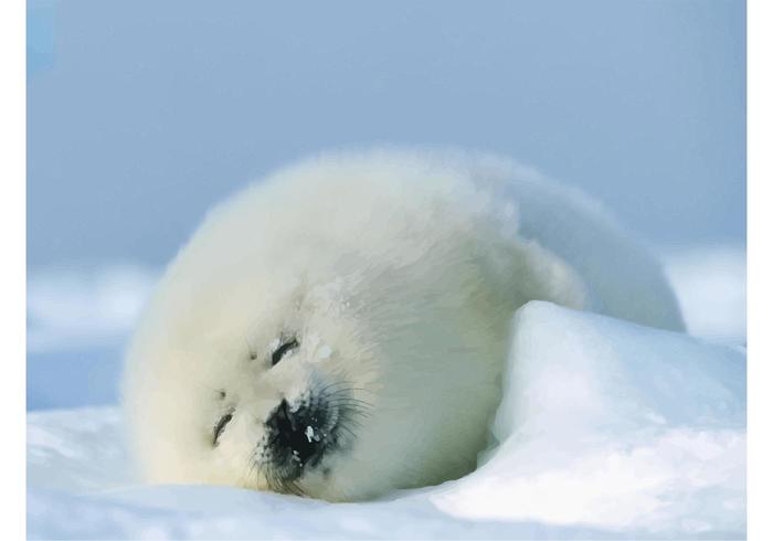 Seal Baby Seal Baby