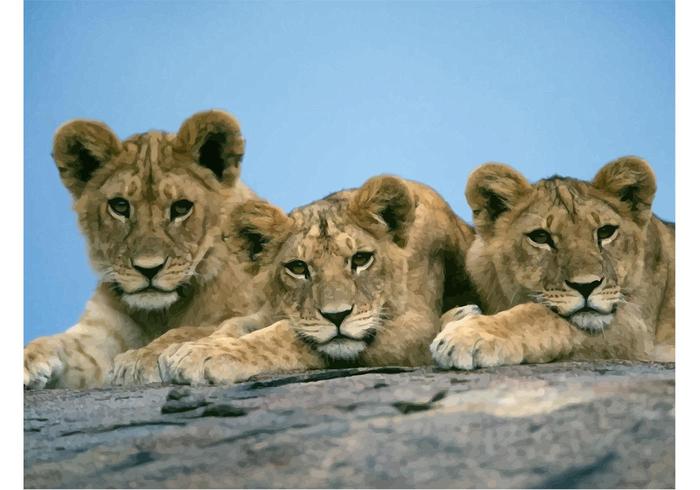 Lion Cubs Vector Lion Cubs Vector