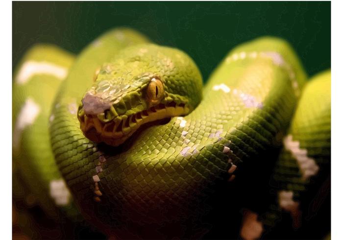 Scary Snake Scary Snake