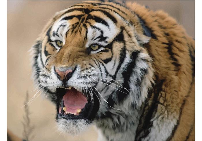 Siberian Tiger Image Siberian Tiger Image