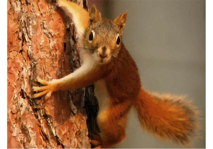 Squirrel Image Squirrel Image