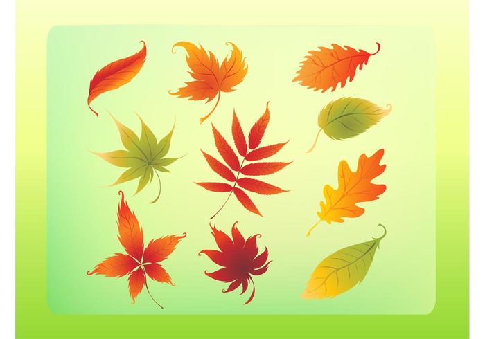 Autumn Leaves Vector Set Autumn Leaves Vector Set