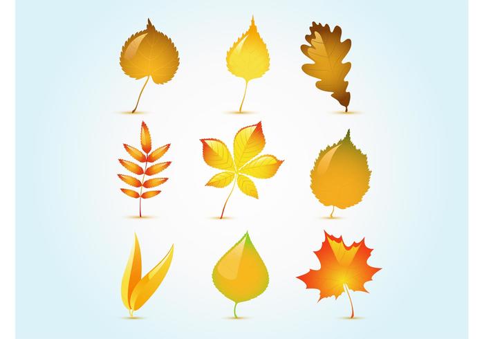 Glossy Autumn Leaf Vectors Glossy Autumn Leaf Vectors