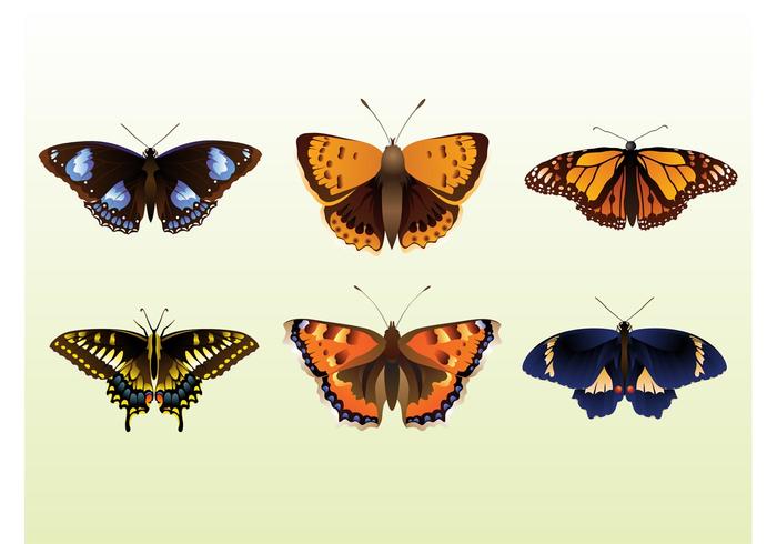 Pretty Butterflies Pretty Butterflies