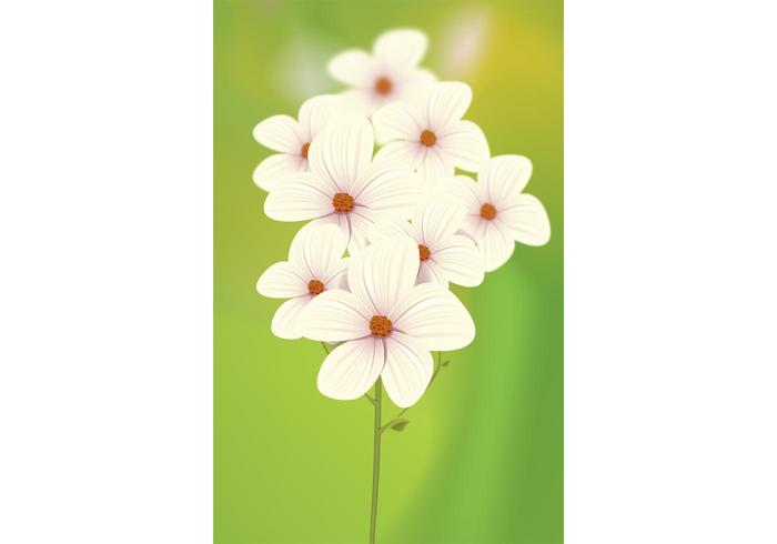 White Flowers Vector