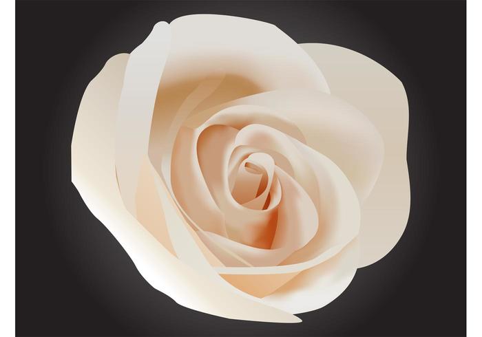 Tender Rose Tender Rose