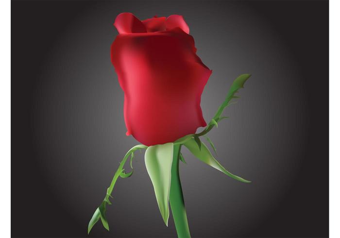 Romantic Rosebud