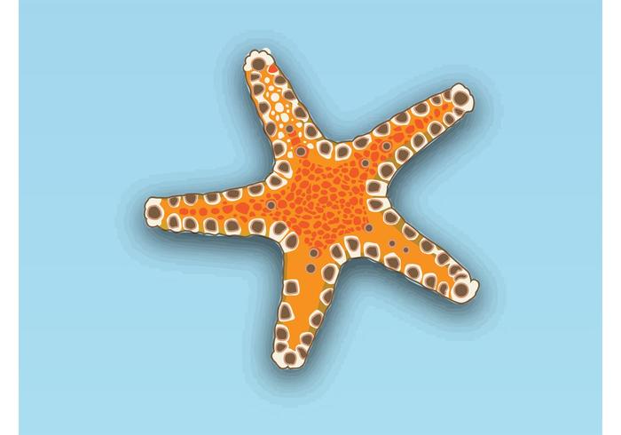 Starfish Vector Starfish Vector