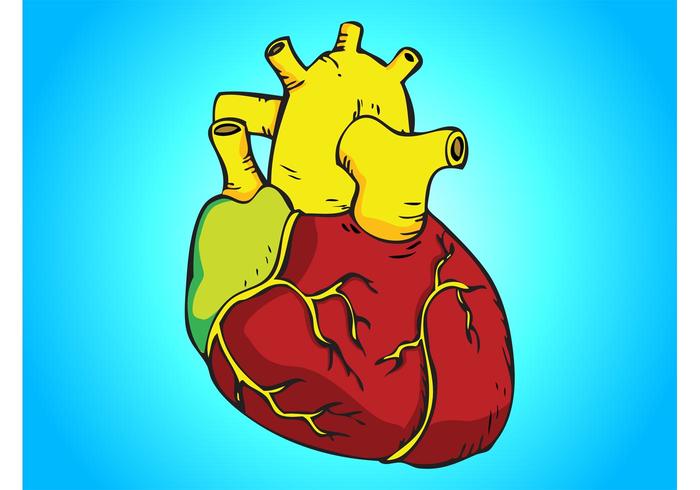 Human Heart Vector Human Heart Vector