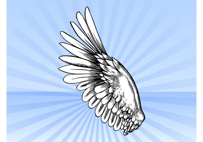 Bird Wing Vector Bird Wing Vector