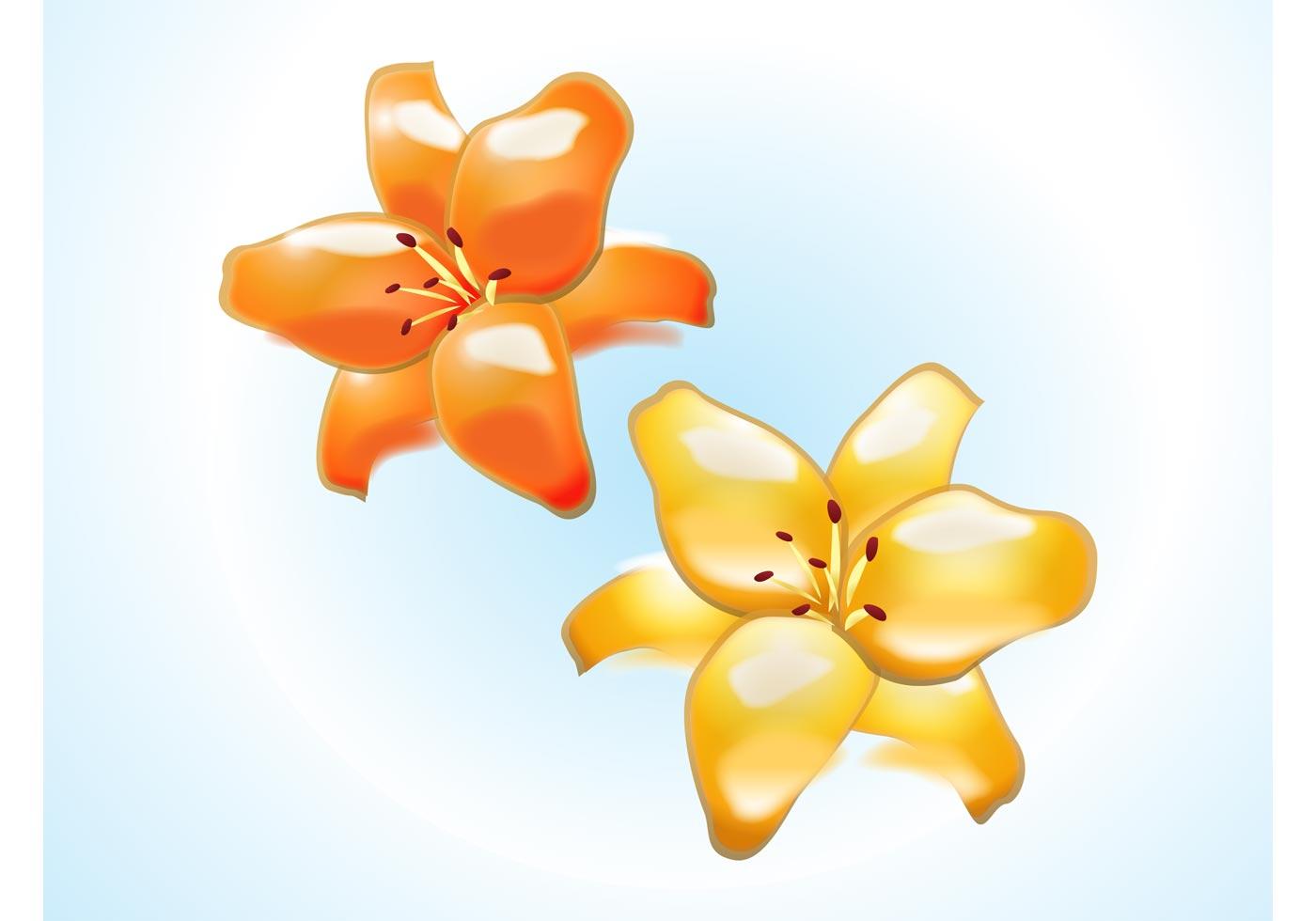 Lily Flowers Download Free Vector Art, Stock Graphics & Images