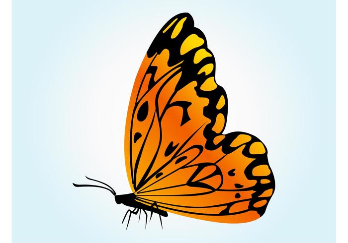 Orange Butterfly Vector