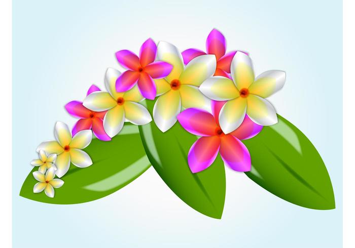 Plumeria Plumeria