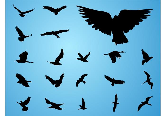 Vector Birds Vector Birds
