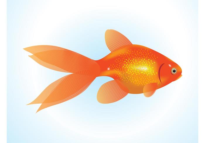 Goldfish Vector