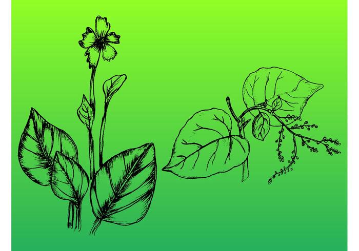 Hand-Drawn Plants Hand-Drawn Plants