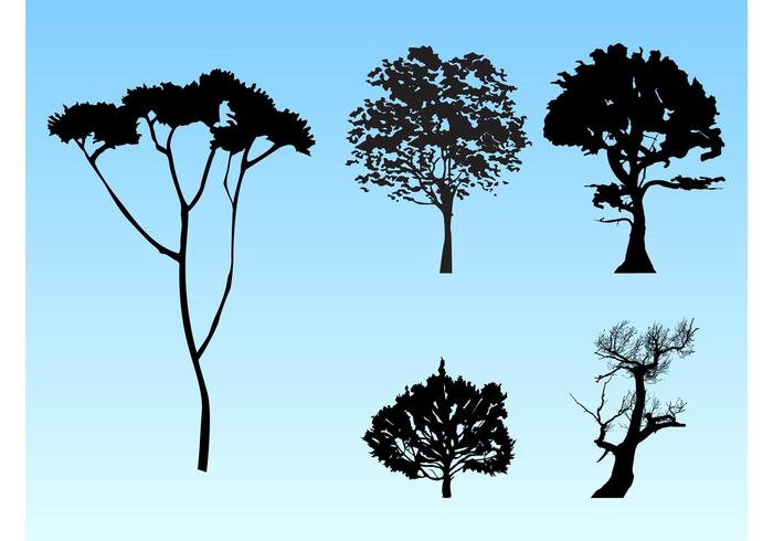 Forest Silhouettes Forest Silhouettes