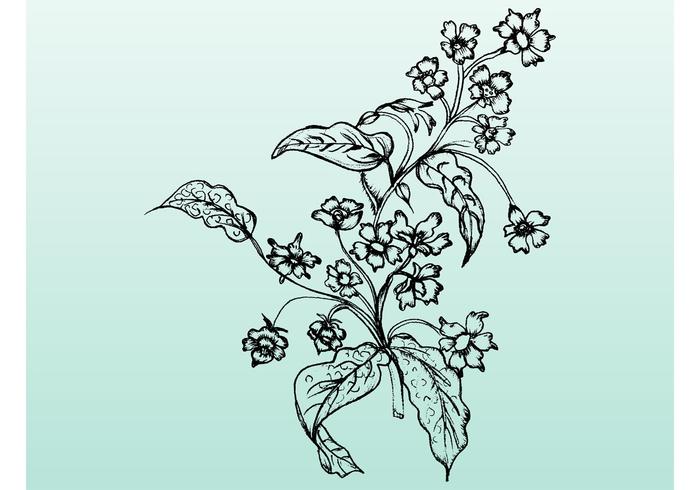 Flower Illustration Flower Illustration