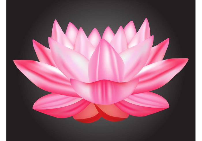 Lotus Vector Lotus Vector