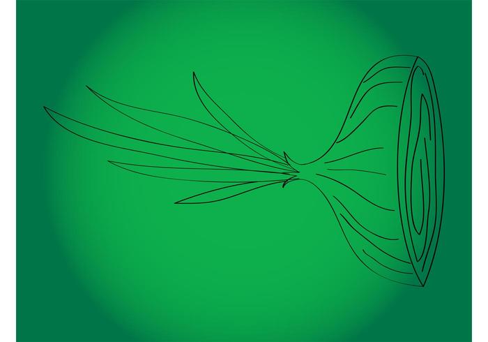Onion Illustration Onion Illustration