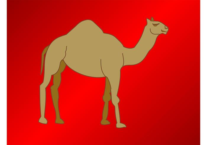 Camel Vector Camel Vector