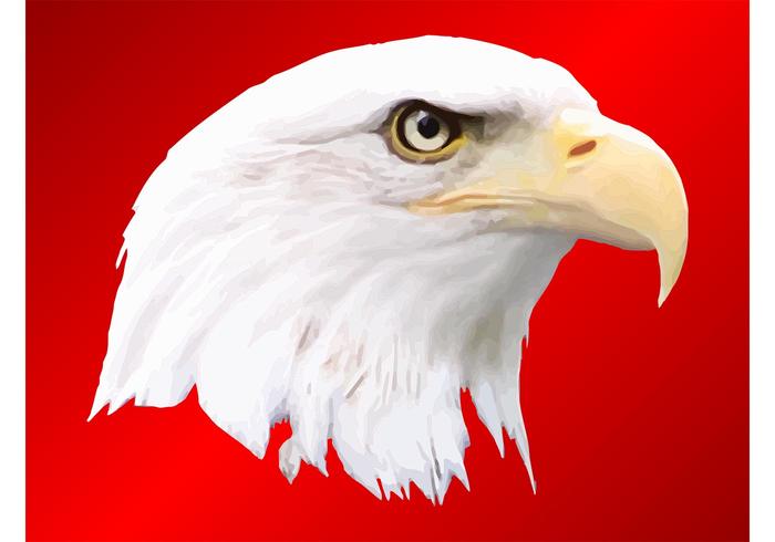 Download Bald Eagle - Download Free Vector Art, Stock Graphics & Images