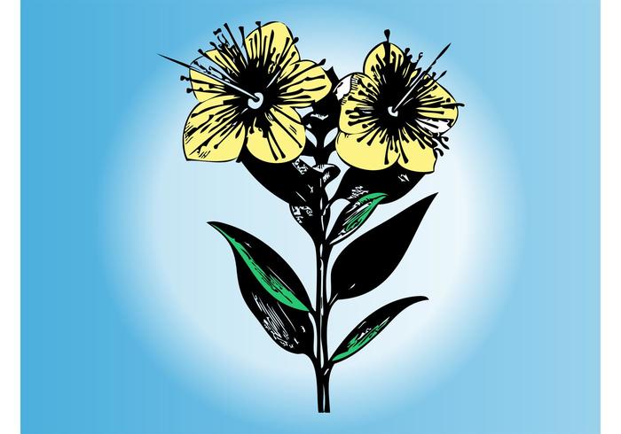 Flower Sketch Flower Sketch