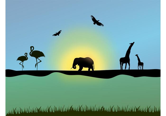 African Animals African Animals