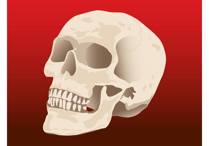 Human Skull Vector Human Skull Vector