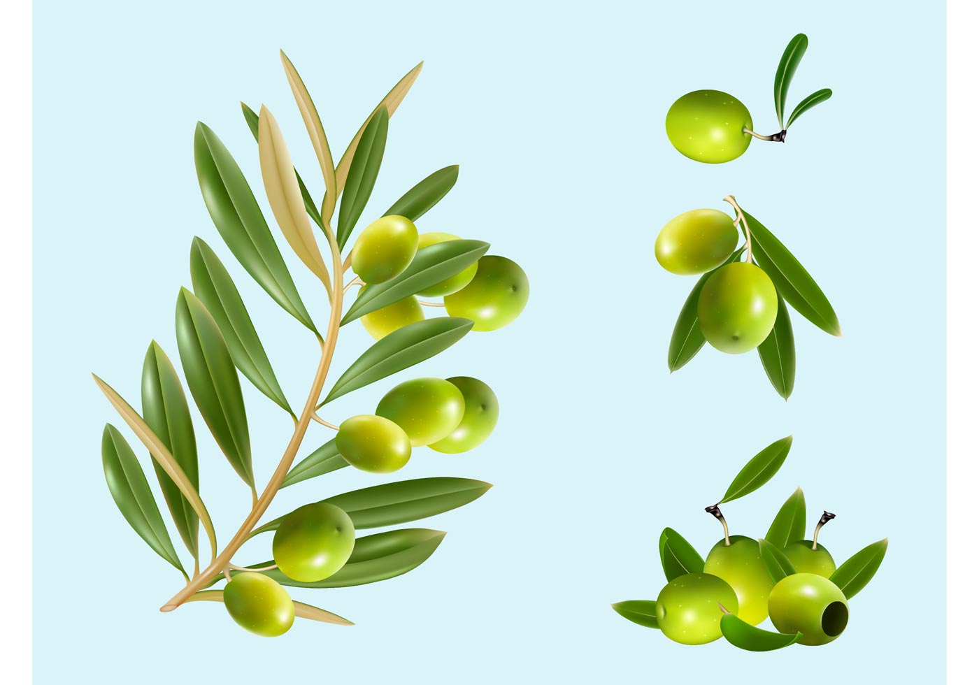 Olive Branch Free Vector Art - (2314 Free Downloads)
