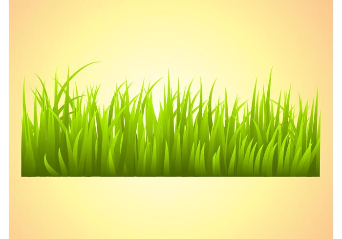 Grass Vector