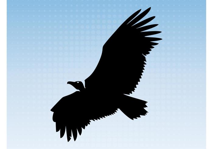 Flying Vulture Flying Vulture