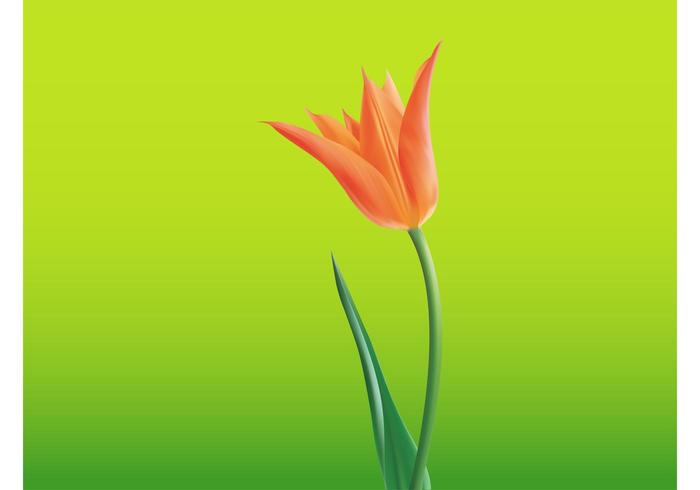 Open Tulip Flower Open Tulip Flower
