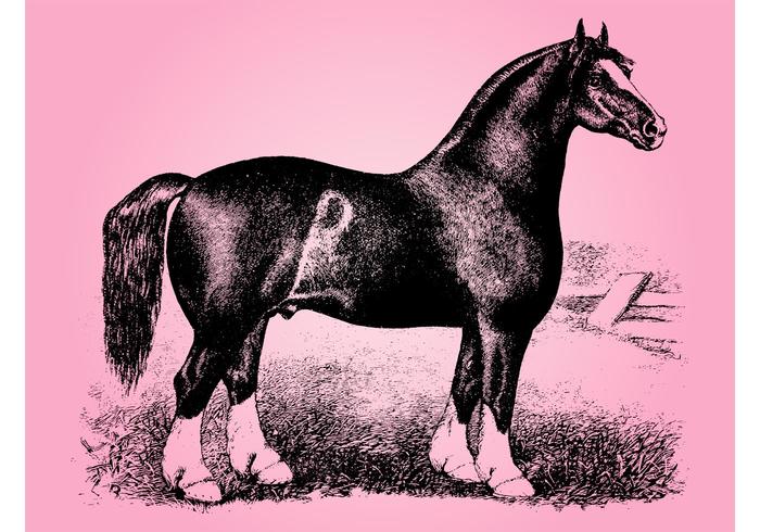 Vintage Horse Sketch Vintage Horse Sketch