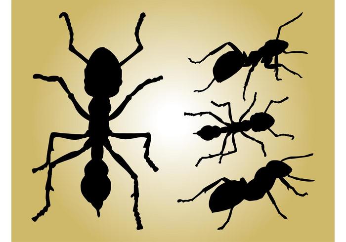 Ants Ants