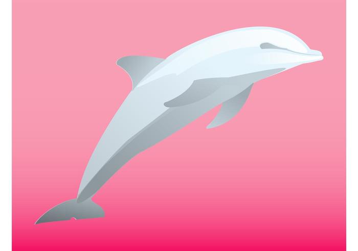 Jumping Dolphin Jumping Dolphin