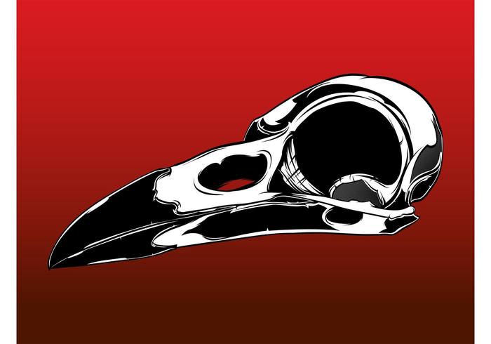 Bird Skull Vector Bird Skull Vector